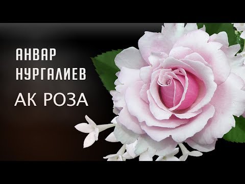 Анвар Нургалиев - Ак Роза