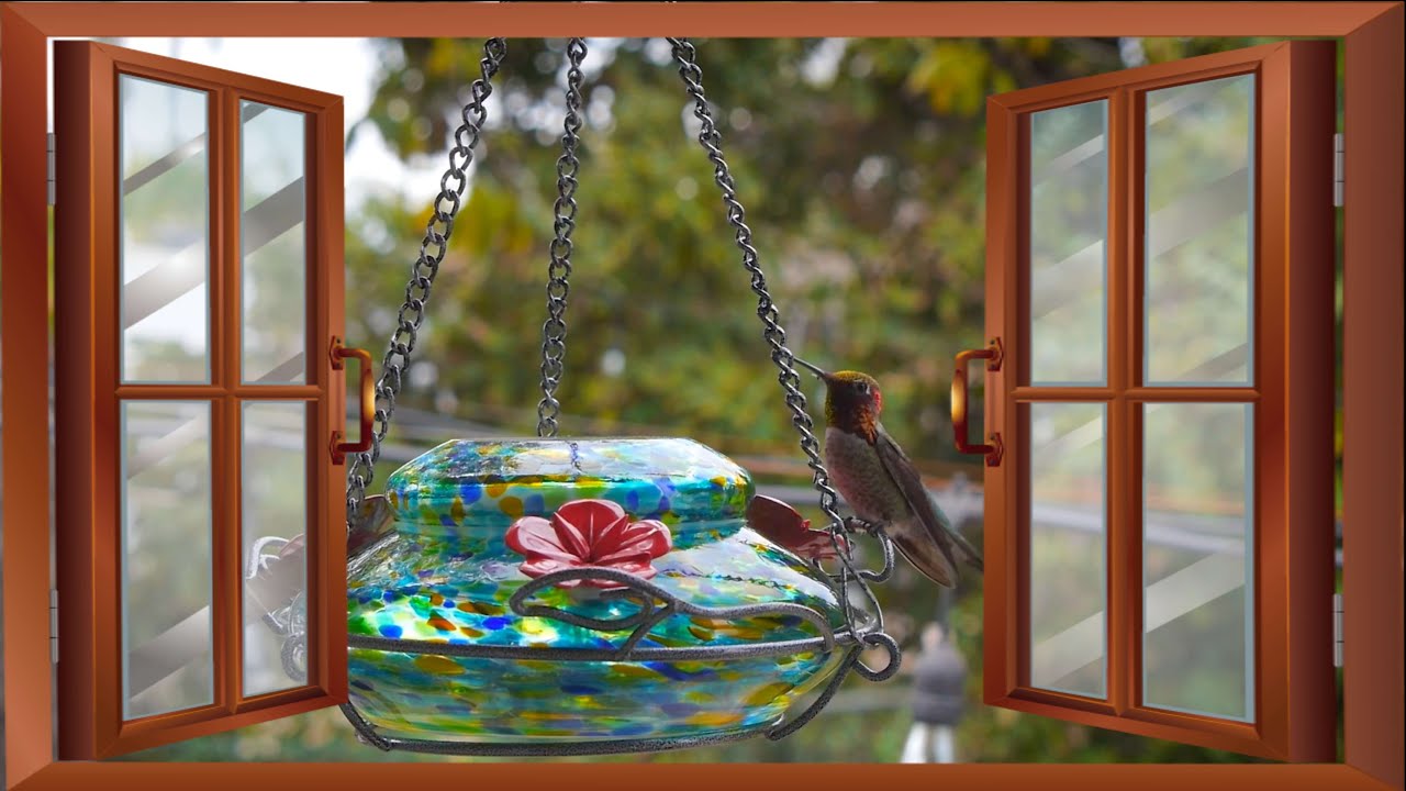 Relaxing Hummingbird Virtual Window 1080p: The One Where They Almost Get Along