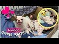 CHIHUHUA GIVING BIRTH TO 4 PUPPIES! (PHILIPPINES) | TORYBOO'S SUCCESSFUL LABOR