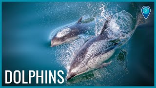 Dolphins of Your National Marine Sanctuary System