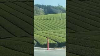 GREEN TEA|FARM|JAPAN