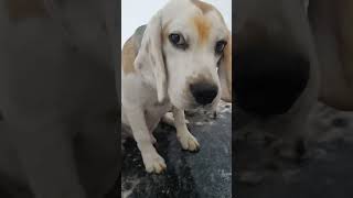 dog grooming full service dog beagle 1 like