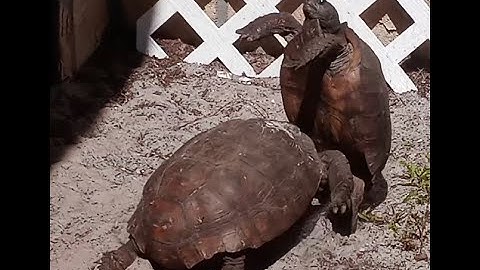 Turtle War!! 2 Gopher Tortoises fighting and jousting for a female. Flipping Crazy!