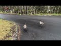 Hawaii Volcanoes Nat Park - Nene - Hawaiian Goose