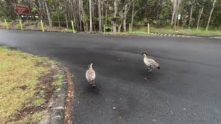 Hawaii Volcanoes Nat Park - Nene - Hawaiian Goose