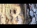 Hornisse beim Abbau von altem Holz zum Nest Bau