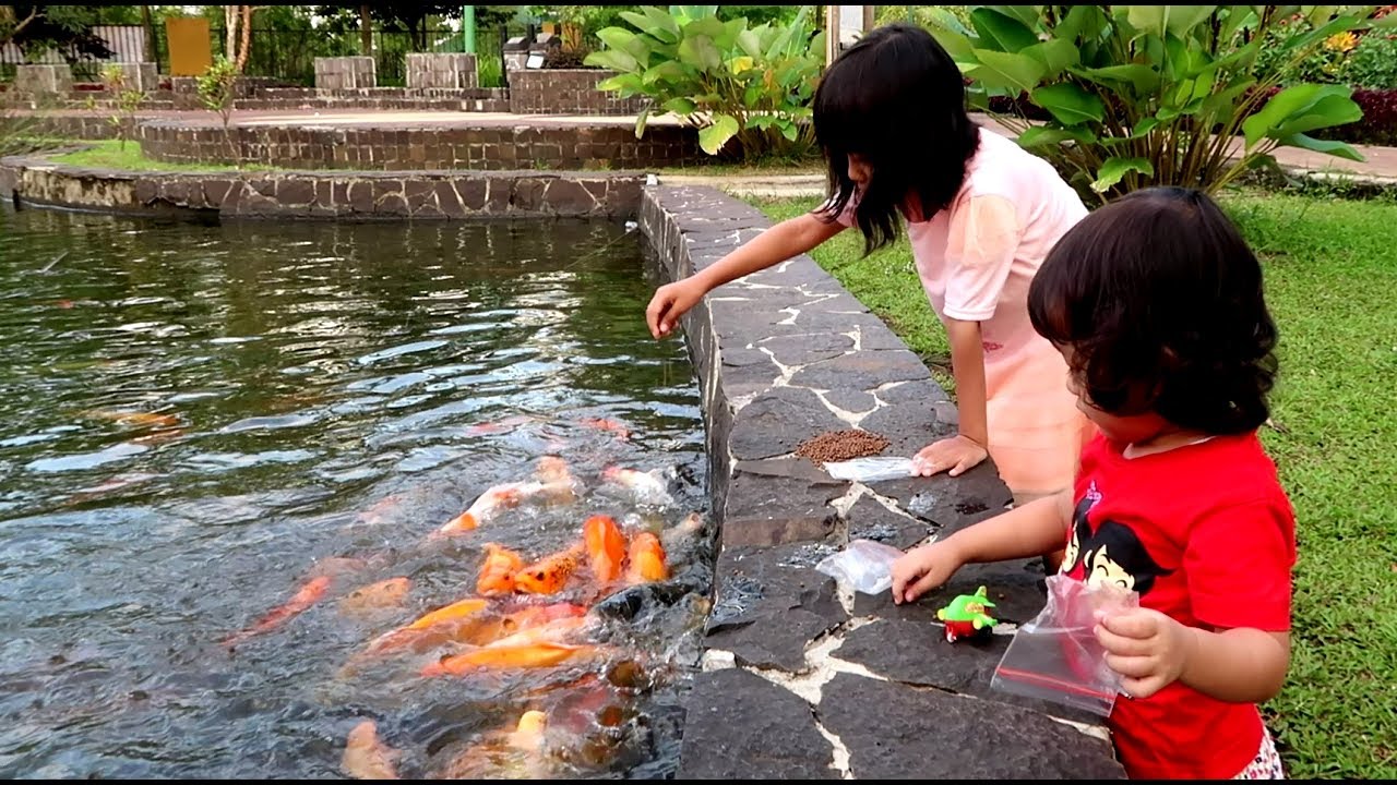 Cara Memberi Makan Ikan Lele Yang Baik Dan Benar Youtube - Gambaran