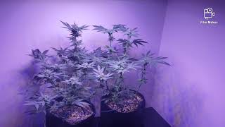 grow update (Week 3 Flower) one big Do-Si-dos in 3x3 tent and new genetics in the making.