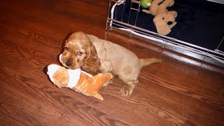 Finding the Perfect Toys for Your Cocker Spaniel