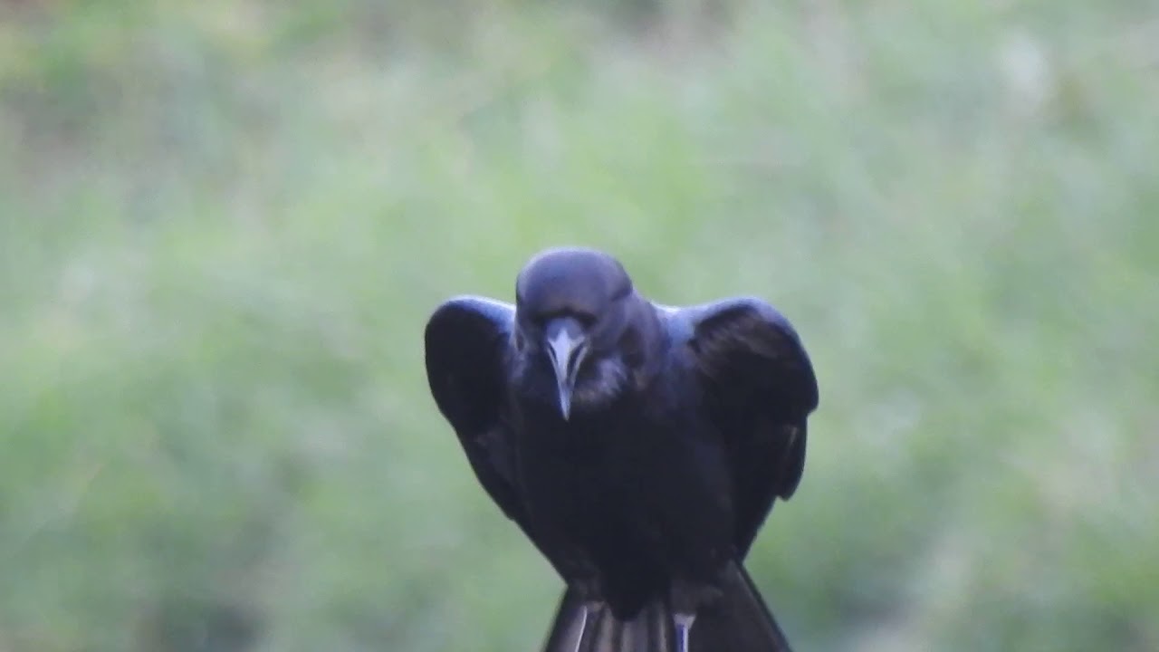 Cape Crow (Corvus capensis) 