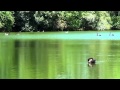 Bird Songs Relaxing - 2 Hours - Sound of Nature