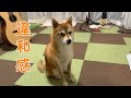 朝から様子が違い、ずっと気になっていました