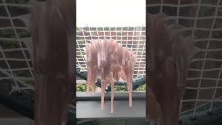 Drip #satisfying #slime #shorts