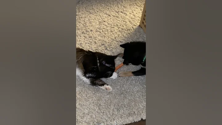 Video 11494821: mainecoon cat animals cute, cat mainecoon funny animals, cat dog mainecoon, mainecoon cat playing