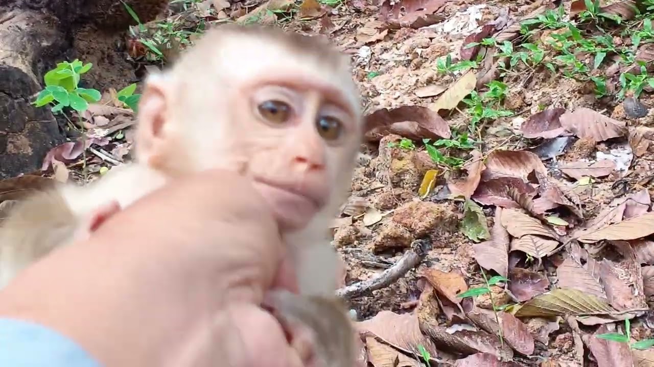 Monkey Family Bonding Time – Grooming and Relaxing in the Trees 🐒💚