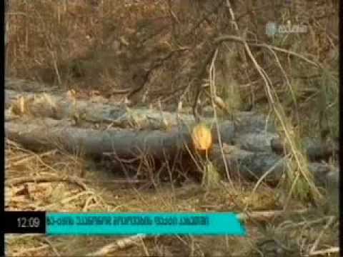 MOE: ხე-ტყის უკანონოდ მოპოვების ფაქტი თელავის მუნიციპალიტეტში