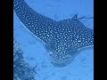 SPOTTED EAGLE RAY