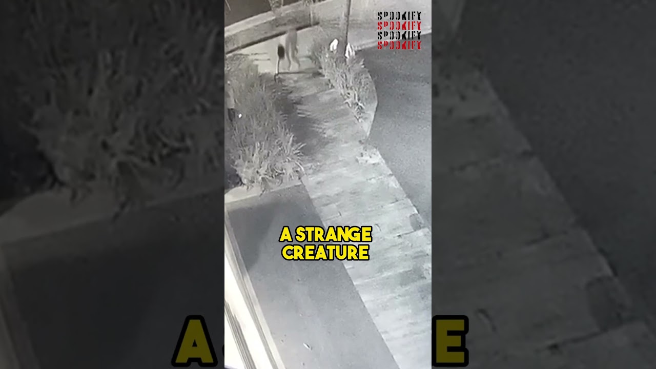 CRYPTID BROKE INTO THE HOUSE😱 