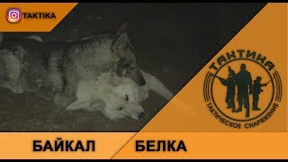 БЕЛКА + БАЙКАЛ = ЛЮБОВЬ БЕЛКА + БАЙКАЛ = ЛЮБОВЬ