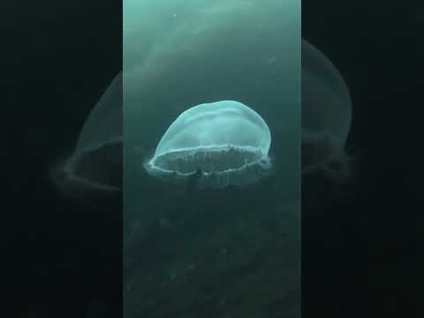 Video: Er cnidarian en vandmand?