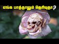 எங்க பாத்தாலும் தெரியுதா ?? - Pareidolia Photos