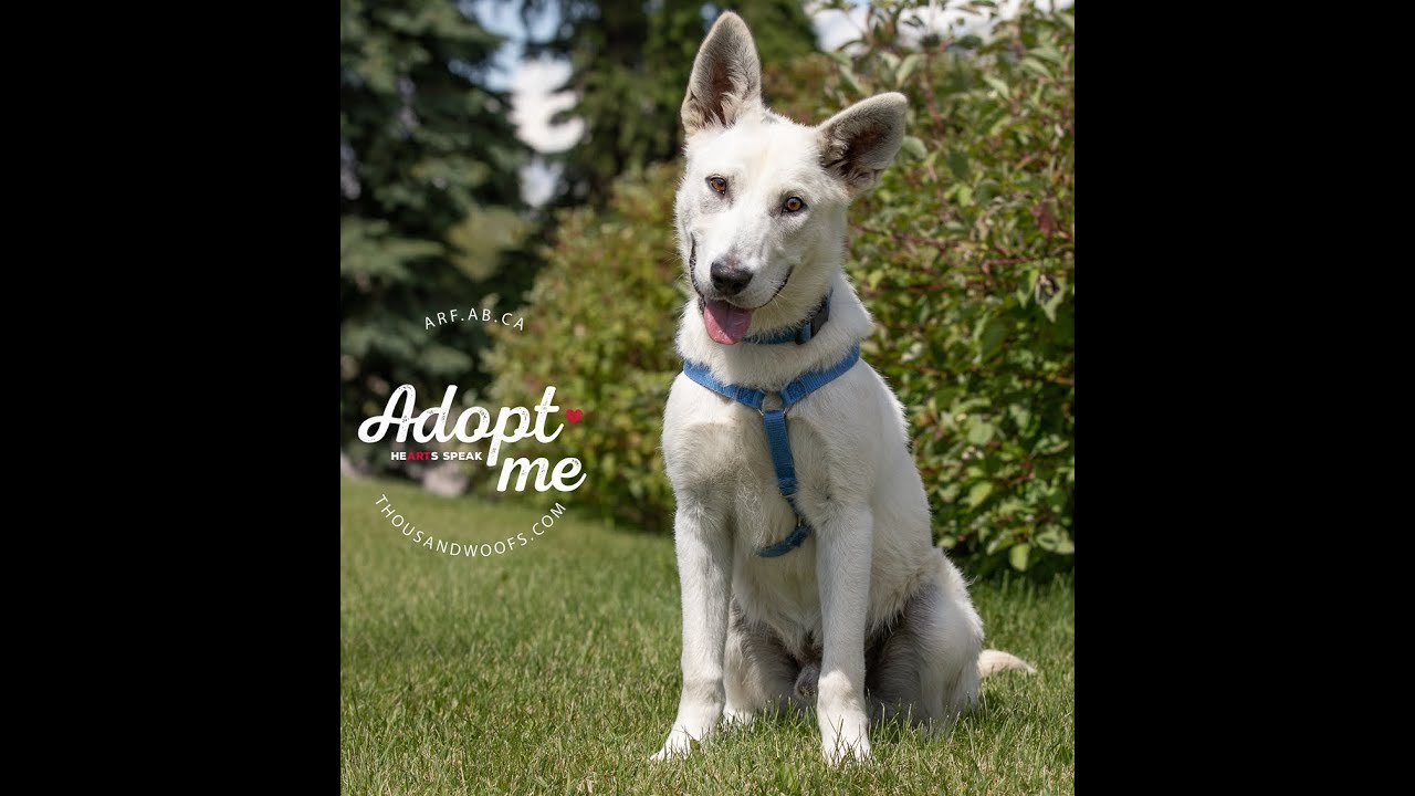 Meet Juno An ARF Dog - Successfully Adopted - YouTube