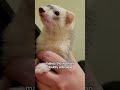 Woman adopts lost ferret finds endless love animals shortsanimalshorts