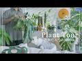 【Plant tour】室内育成中の観葉植物44選まとめて紹介【ビカクシダ・アロイド系】