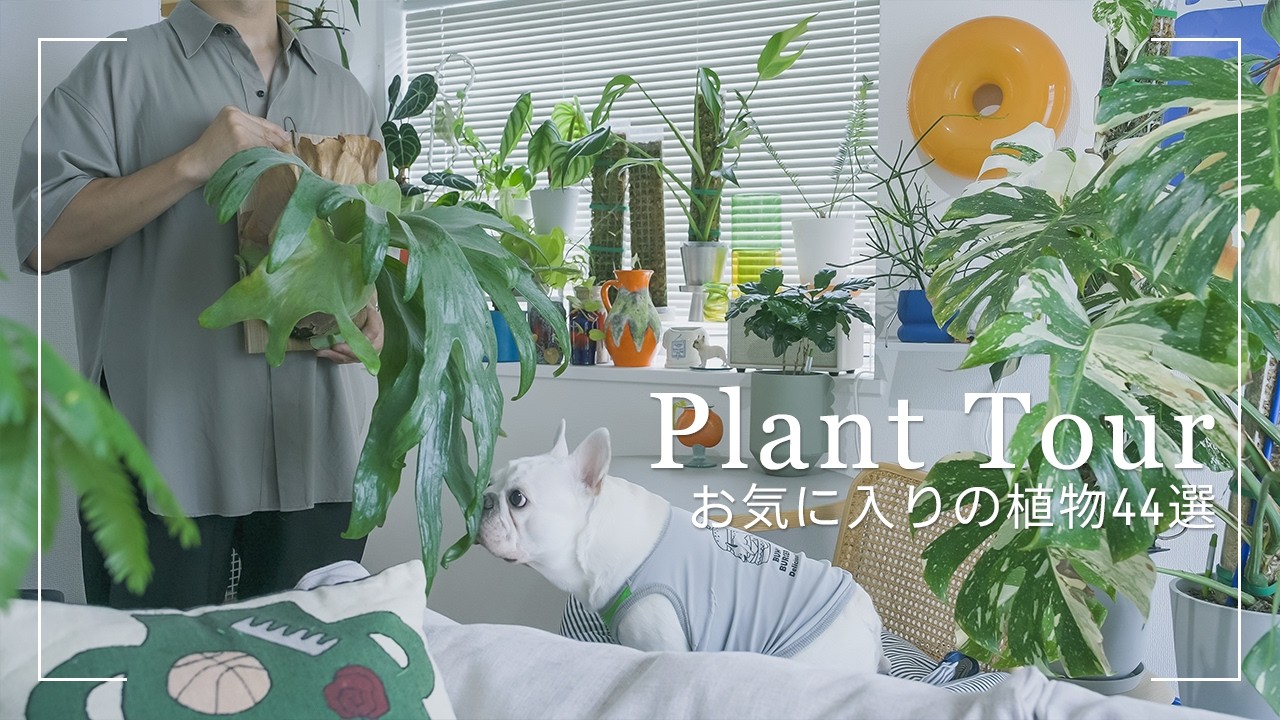 【Plant tour】室内育成中の観葉植物44選まとめて紹介【ビカクシダ・アロイド系】