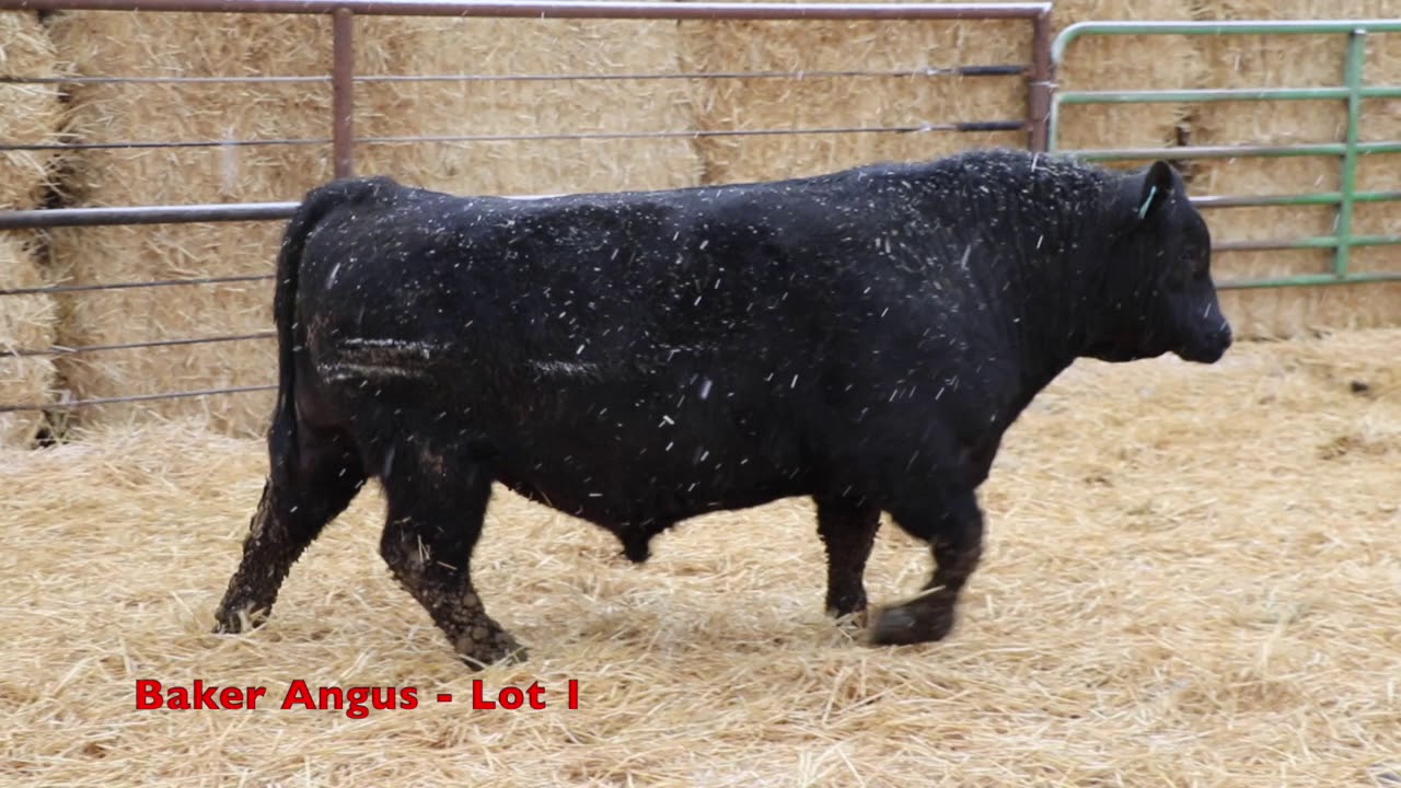 Baker Angus Lot 1 YouTube