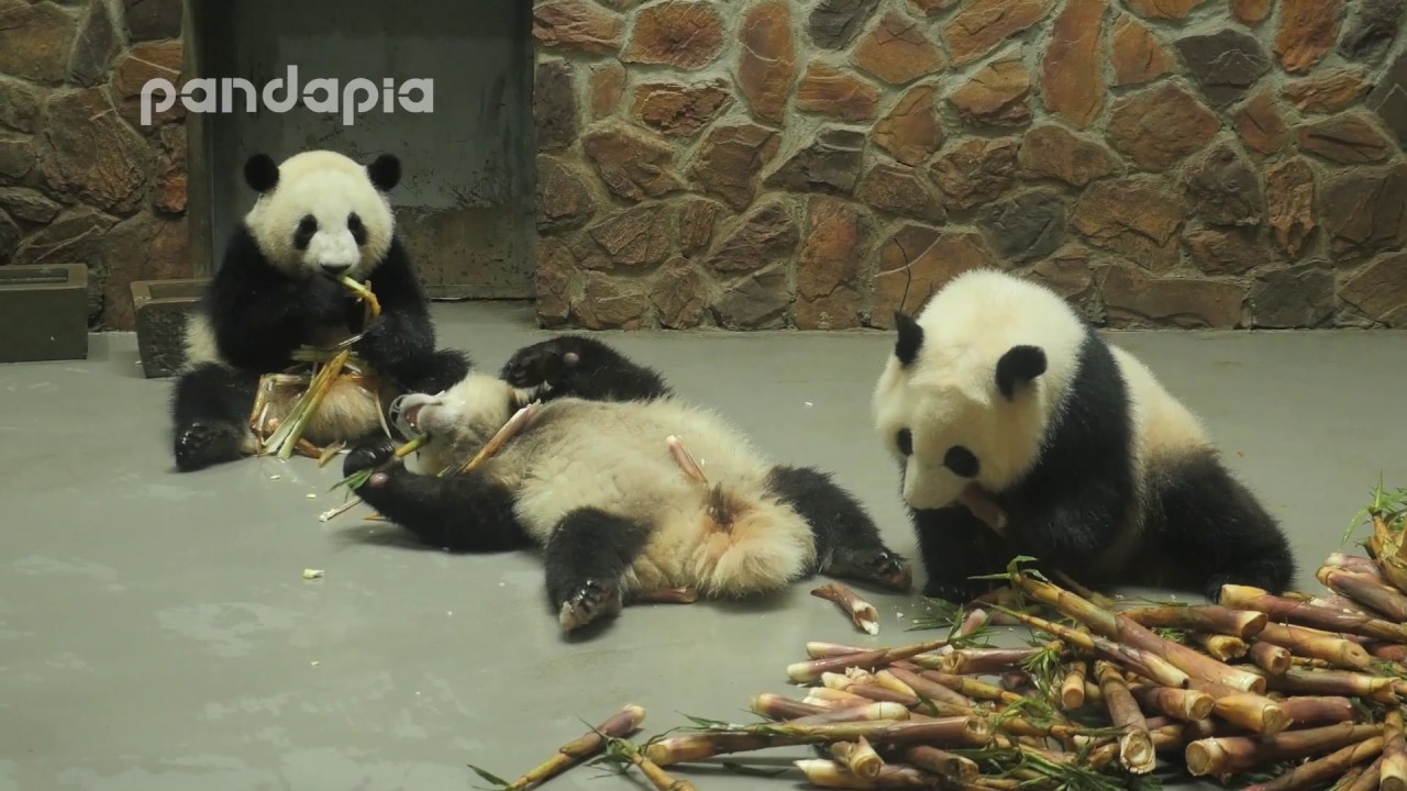 Panda cubs eats bamboo shoots YouTube
