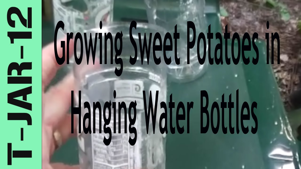 What are the best ways to grow sweet potatoes?