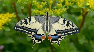 Papilio machaon - Schwalbenschwanz, Swallowtail, Paź królowej