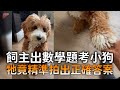 飼主出數學題考小狗　牠竟精準拍出正確答案