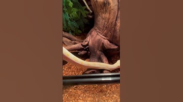 albino Darwin carpet python