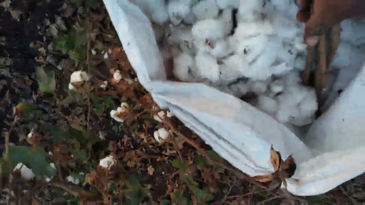 અમારા વિડિઓ માં તમારુ સ્વાગત સે વિડિઓ જોવાનૂ ના ભૂલતા વિડિઓ ને લાઈક કરજો અને શેર કરી નાખજો 