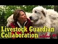 Livestock Guardian Collaboration - Video #1 Chick-a-Woof Ranch
