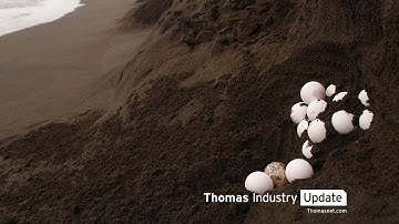 Costa Rica Biologists are 3D Printing Fake Sea Turtle Eggs to Catch Poachers