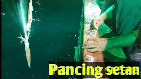 Pancing sate satean terbaru untuk memancing cumi