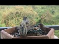 Black-capped chickadee's &amp; house finches. #birdwatchingbliss #birds #birdwatchinglife #birdwatcher