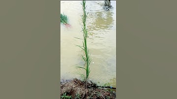 Paddy Transplanting with Skip-Row #shorts