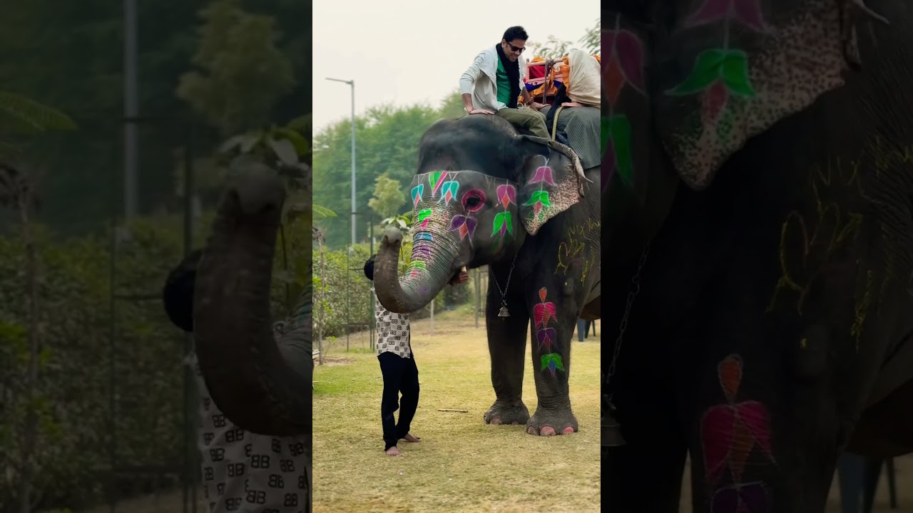 Bahubali stunt | elephant fun park #stunt #elephant #bahubali #stuntvideo