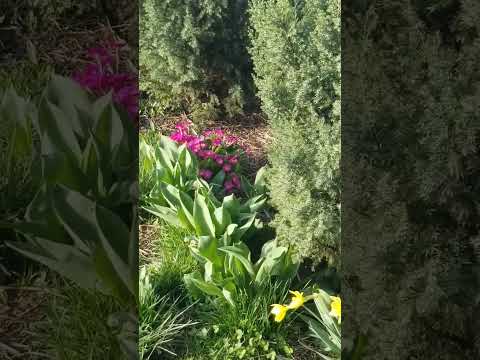 ДОБРОЕ УТРО ПЕСЧАНАЯ БУРЯ ИЗ САХАРЫ #доброеутро #весна #буря #мирногонеба #песчанаябуря #люсимили