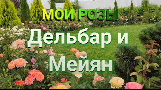 видео: РОЗЫ ДЕЛЬБАР И МЕЙЯН В МОЕМ САДУ | Ароматные розы | Самые ароматные розы картинка: РОЗЫ ДЕЛЬБАР И МЕЙЯН В МОЕМ САДУ | Ароматные розы | Самые ароматные розы
