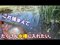 こんな超美魚が住宅街の池に！？生息地情報が少ない美しすぎる熱帯魚みたいな小型美魚を捕まえて観察する→まさにオカメ、あまりにもキレイなので名誉外来魚扱いする