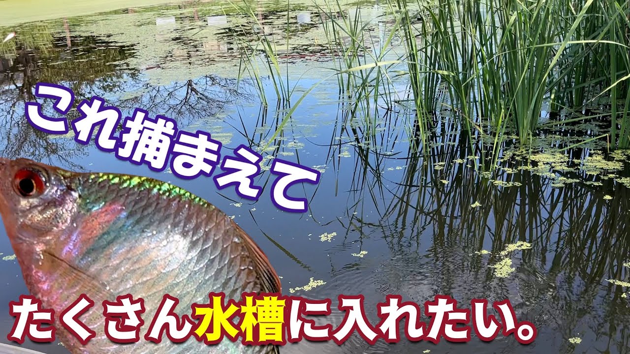 こんな超美魚が住宅街の池に！？生息地情報が少ない美しすぎる熱帯魚みたいな小型美魚を捕まえて観察する→まさにオカメ、あまりにもキレイなので名誉外来魚扱いする