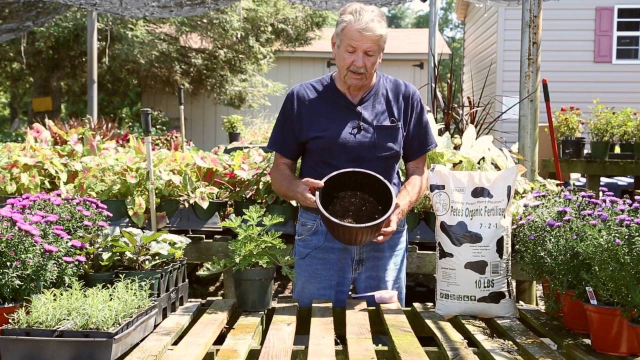 Potting with Daddy Pete's Organic Fertilizer - YouTube