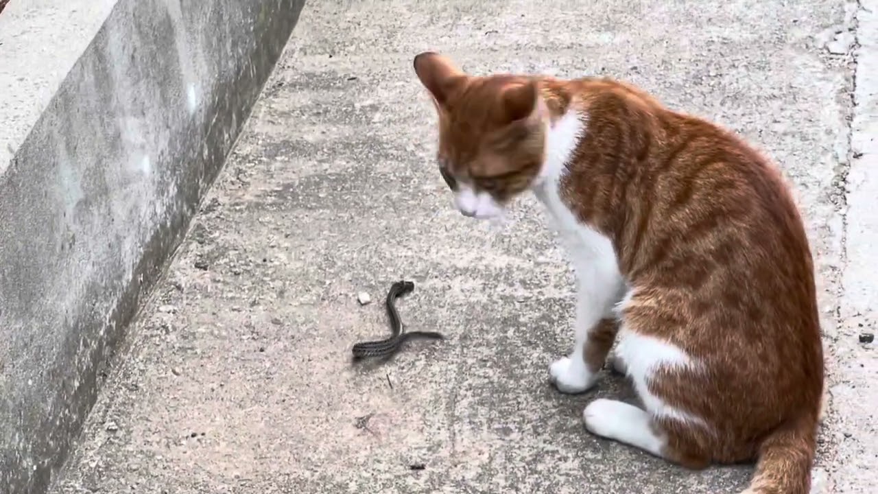 고양이와 새끼 뱀 싸움