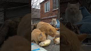 Повадки 4