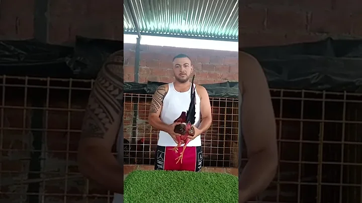 cmo bajar de peso un gallo